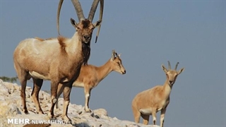 دستههای چهارپایان در پارک ملی کویر