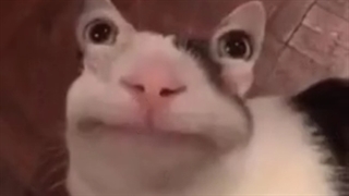 تنهای تنها ساخته