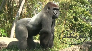 زنده ماندن در حیات وحش - 1