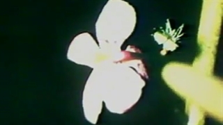 مستند قدیمی سرگذشت گیاهان فصل اول ۱۹۸۲