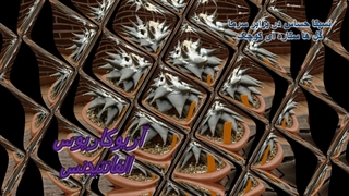 معرفی انواع کاکتوس ها