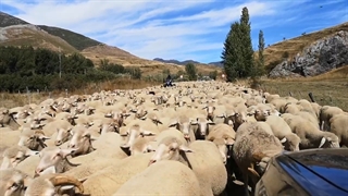جابهجایی گوسفندان یک گله از وسط جاده