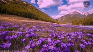 فیلم مراحل برداشت زعفران قاینات