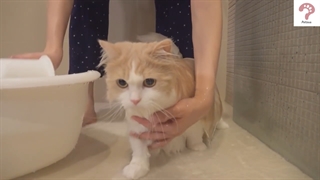 حمام کردن پیشول | مجله حیوانات خانگی پتسی