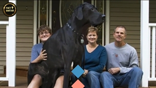 بزرگترین-سگ-های-جهان-در-طول-تاریخ