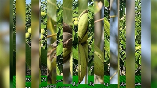 فروش ویژه نهال گردو و بادام و گلابی از بزرگترین مرکز پخش نهال در کرج