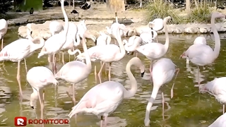 باغ پرندگان اصفهان | روم تور