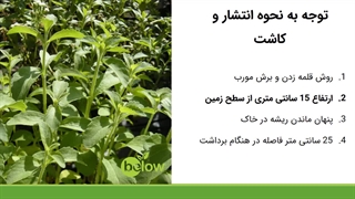 فراوری گیاه استویا