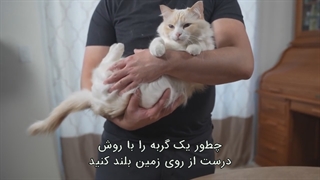 نحوه بلند کردن و بغل کردن گربه