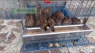 میخوای تو خونه بلدرچین پرورش بدی و پول در بیاری ؟