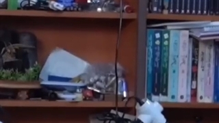 میخوام از نما برم......کپ