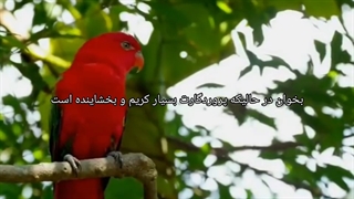 قرآن , گوینده محمدرضا مجیدی , سوره علق ,ترجمه فارسی قرآن