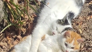 صحنه ی خاک برسری