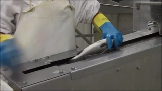 دستگاه شکم خالی کن ماهی برند بولتو ساخت دانمارک