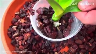 کاشت گل ارکیده