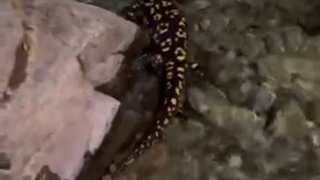 سمندر آتشین - اکوتوریسم