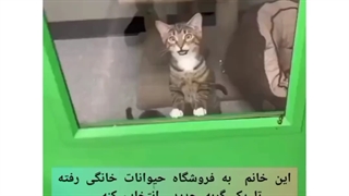 بنظرتون کدوم یکی رو باید انتخاب کنه؟ 