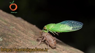 آفت زنجره مو و راه های مبارزه با آن