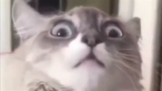 بل بل این چنین است جرررررر