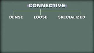 بافت همبند یا Connective Tissue