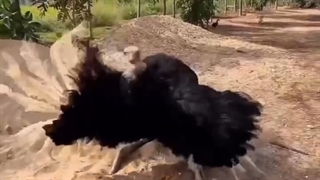 رقص شترمرغ برای ماده