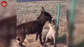 کلیپ. خنده دار نبرد تن بتن