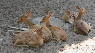アビガン通販　ファビピラビル購入方法｜H5N1／鳥インフルエンザ