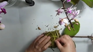گلدان ارکیده