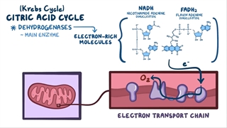 بیوشیمی اسموزیس بخش اول (چرخه کربس (چرخه سیتریک اسید))