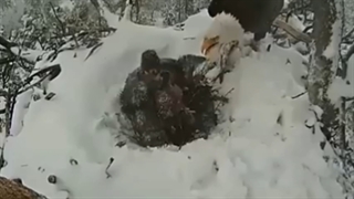 مهر مادری، دایه کمانچه آواز دکتر محمد باجلاوند موسیقی غمگین لری لرستان