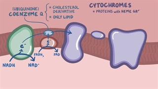 بیوشیمی اسموزیس بخش دوم (زنجیره انتقال الکترون )