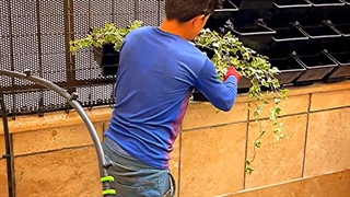 آموزش کاشت دیوار سبز