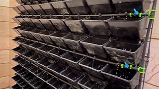 دیوار سبز پونک