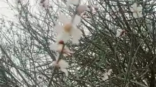 طبیعت روستای جونگان 27بهمن 1401