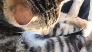 اونا کثیفن؟:)