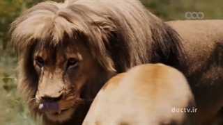 حیوانات باهوش 4