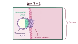 جنین شناسی اسموزیس بخش سوم(تکامل و رشد جنین طی هفته دوم)