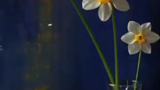 پیامی به مولا