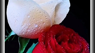 عشقم نفسم مامان پسرم