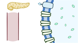 بیوشیمی اسموزیس بخش پنجم(متابولیسم گلیکوژن)