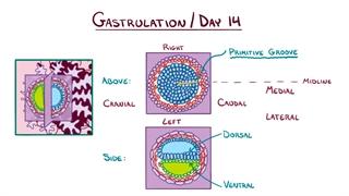 جنین شناسی اسموزیس بخش چهارم (رشد و تکامل جنین طی هفته سوم)