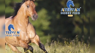 خوراک اسب آتییَن