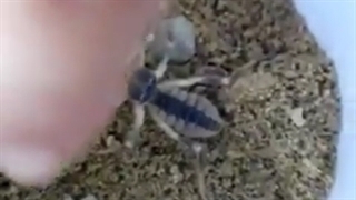 صدای عنکبوت را بشنوید