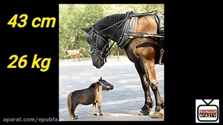 دانستنی های اسب . خوراک اسب آتیین