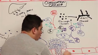 ninja nerd هماتولوژی قسمت هفتم(هموستاز: آبشار انعقادی)