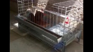 قفس یک طبقه مرغ آشیونه