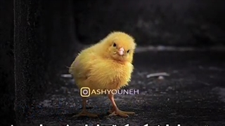 سن جوجه خودتو تشخیص بده !!!