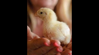 جوجه مرغ (ساخت خودم)