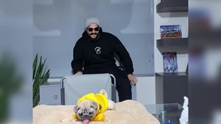 Panpetkc | سگ پاگ