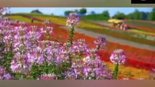دکلمه غزل فارسی شماره 24985 طالب با صدای بهناز حسنی سعدی رفع غبغب
